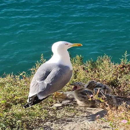 Coblanca 8-5º Daire Benidorm